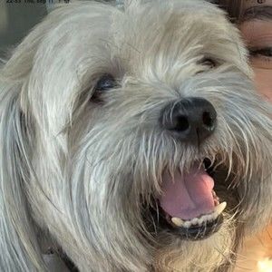 Meet your Posher, Henry